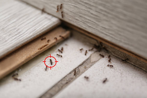 Best Affordable Pest Control Services  in Reidland, KY