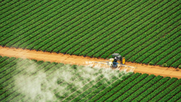 Best Local Pest Control Services  in Reidland, KY