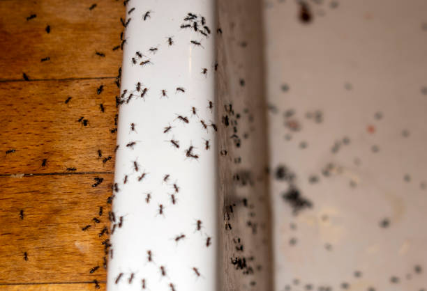 Best Pest Prevention Services  in Reidland, KY