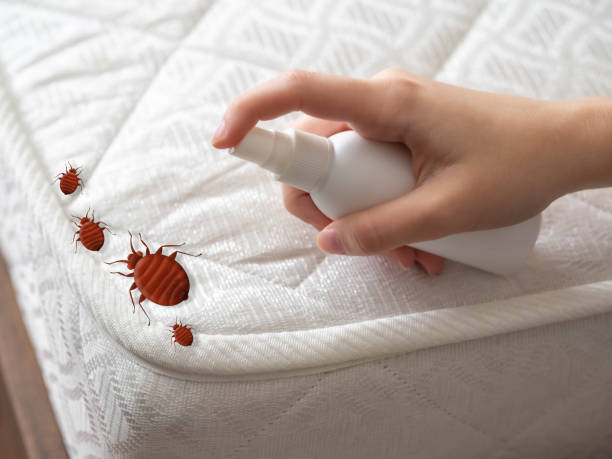 Best Bed Bug Extermination  in Reidland, KY