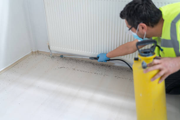 Best Termite Control Services  in Reidland, KY